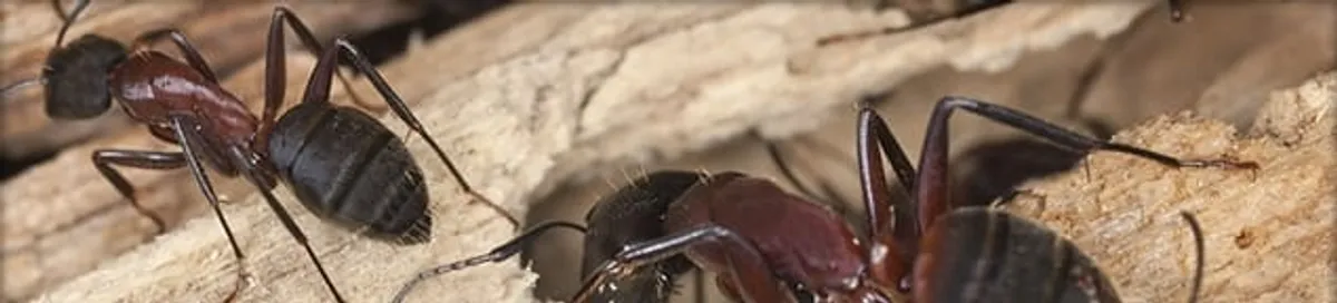 Close-up of ants on wood showing an active ant infestation in Charlotte, NC