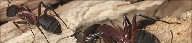 Close-up of ants on wood showing an active ant infestation in Charlotte, NC