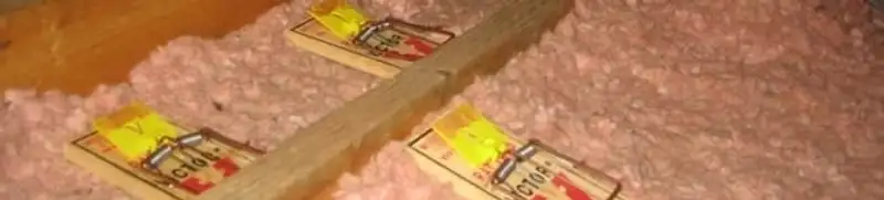 Mouse traps placed in an attic for rodent control in Charlotte, NC