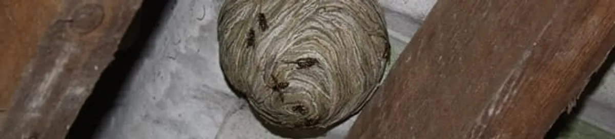 Wasp nest in an attic space, a common home infestation risk in Charlotte, NC