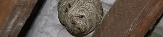 Wasp nest in an attic space, a common home infestation risk in Charlotte, NC