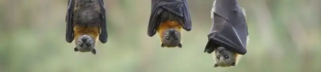 Bats roosting together, a common sign of a bat infestation in Charlotte, NC