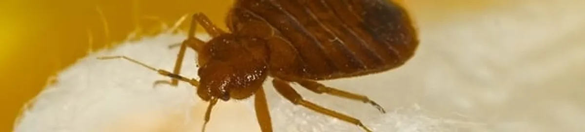 Close-up of a bed bug, a sign of an active infestation in Charlotte, NC