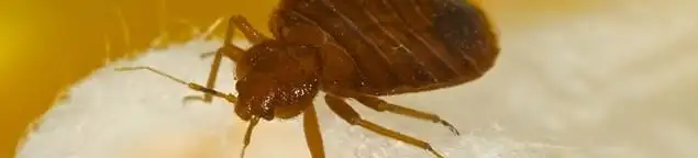 Close-up of a bed bug, a sign of an active infestation in Charlotte, NC