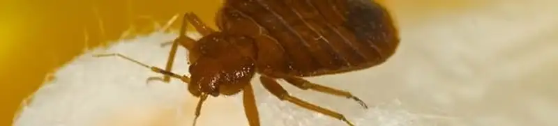 Close-up of a bed bug, a sign of an active infestation in Charlotte, NC