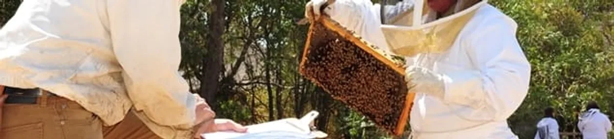 Bee removal specialists relocating a hive and honeycomb safely in Charlotte, NC
