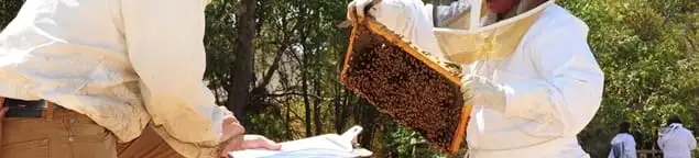 Bee removal specialists relocating a hive and honeycomb safely in Charlotte, NC