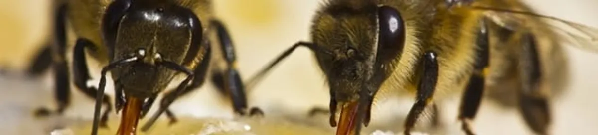 Close-up of honey bees, a sign of a nearby hive in Charlotte, NC