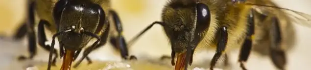 Close-up of honey bees, a sign of a nearby hive in Charlotte, NC