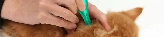 Flea treatment for pets using a flea comb, a sign of flea problems in Charlotte, NC