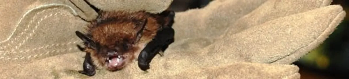 Bat removal specialist holding a bat safely during humane exclusion in Charlotte, NC