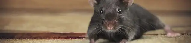Mouse indoors, a common sign of a rodent infestation in Charlotte, NC