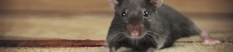 Mouse indoors, a common sign of a rodent infestation in Charlotte, NC