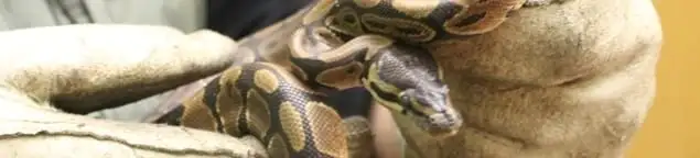 Snake removal specialist safely handling a snake with protective gloves in Charlotte, NC