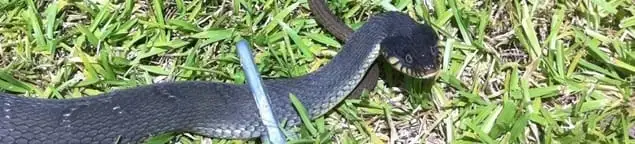 Snake in a yard, a common sign of a snake problem near a home in Charlotte, NC