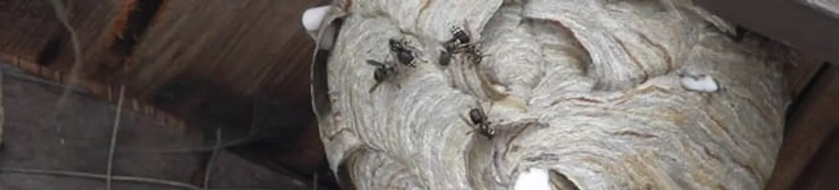 Close-up of a wasp nest with active wasps, a sign of an infestation in Charlotte, NC
