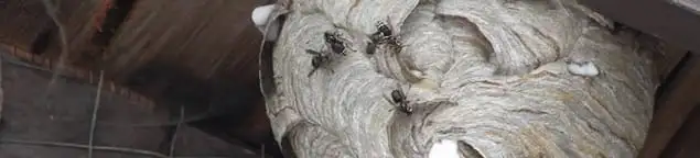 Close-up of a wasp nest with active wasps, a sign of an infestation in Charlotte, NC